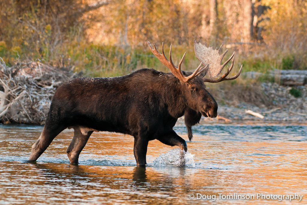Big Bull Moose Crossing River - 1283