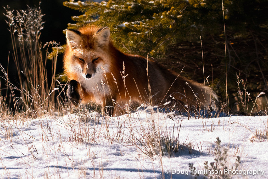 Fox Prowl - 1101