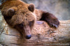 Lazy Day for a Bear - 1009