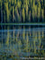 Piney Lake Reflection - 1547