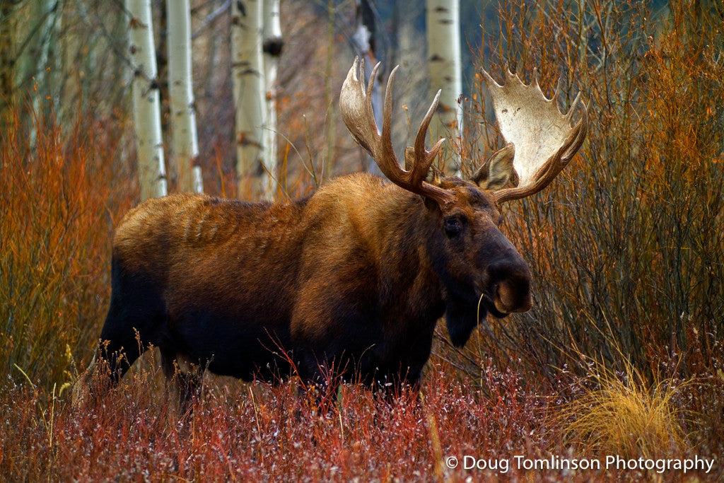 Wise Old Moose - 1044