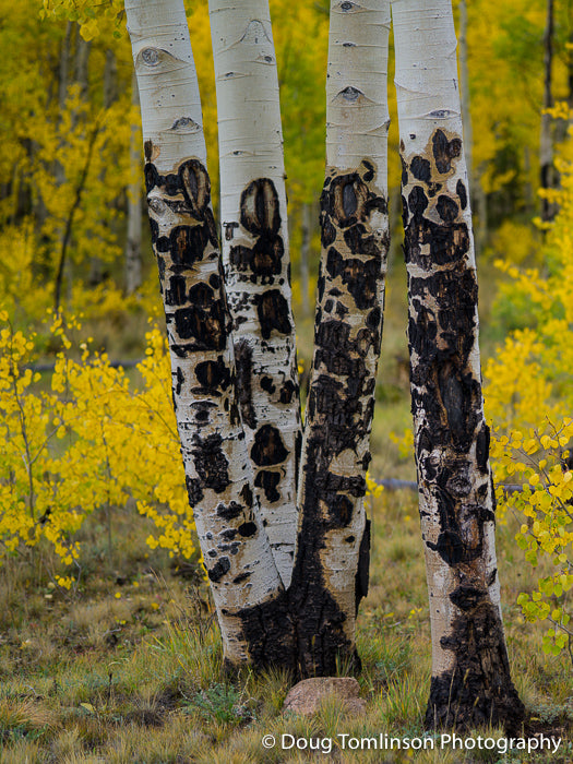 Aging Aspens - 1417