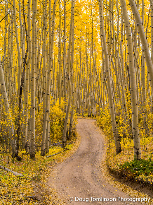 Among the Aspens - 1464