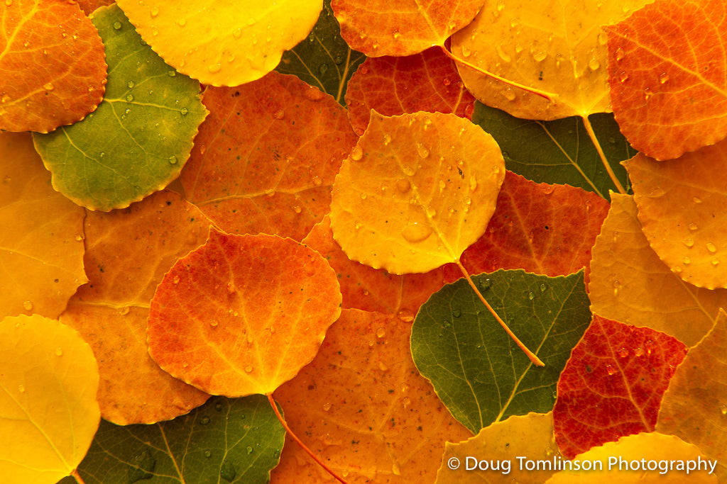 Aspen Leaves Autumn - 1576