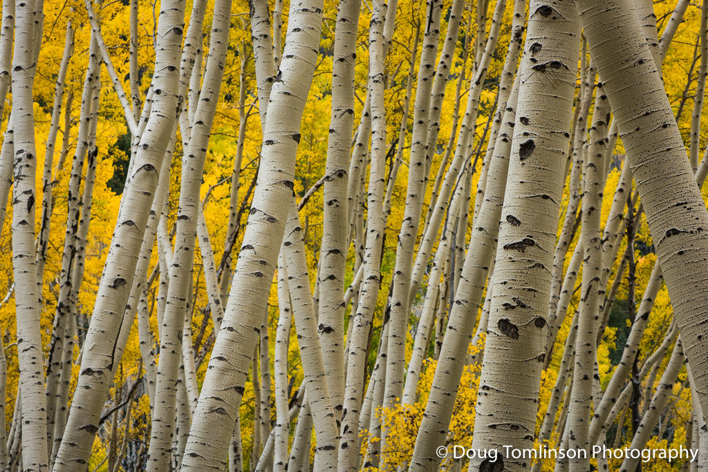 Aspen Pandemonium - 1388