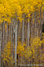Aspen Trees-Fall - 1001