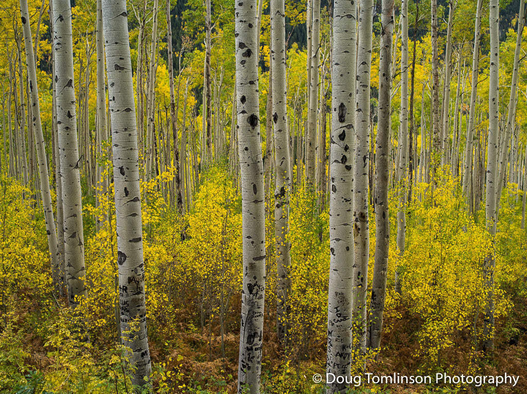 Aspens Stand Autumn - 1382