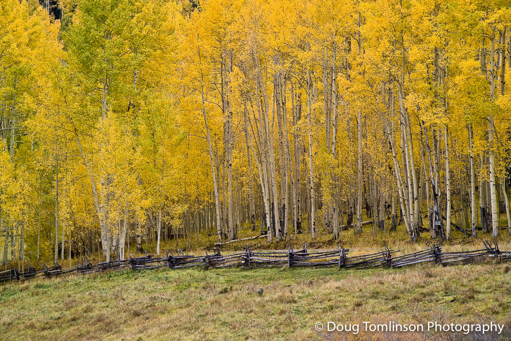 Autumn Meadow - 1016