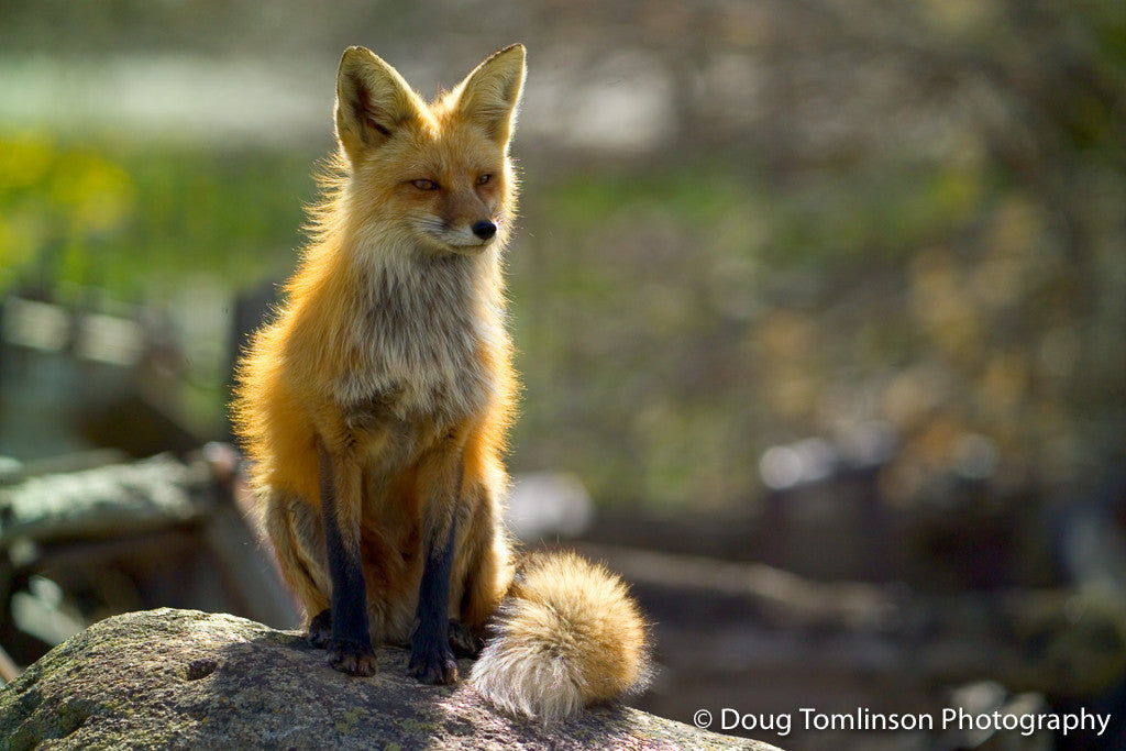 Backlit Fox - 1192