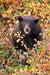 Bear in Berry Tree - 1302