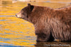 Bear with Fall Reflections - 1309