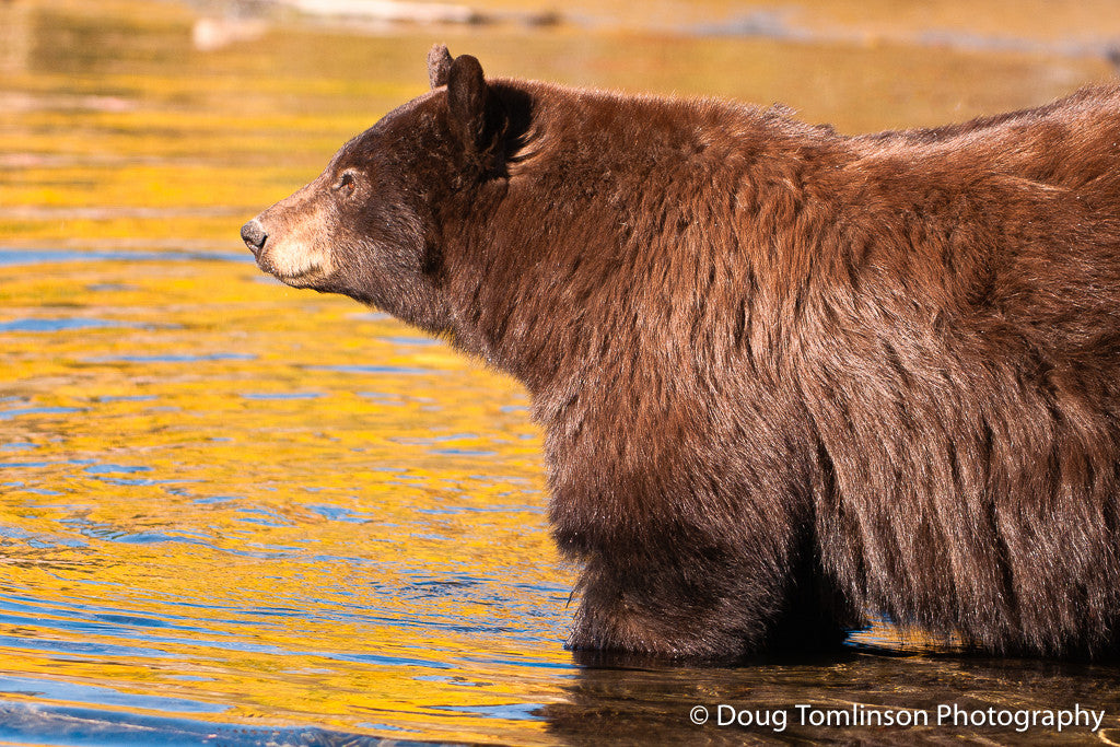 Bear with Fall Reflections - 1309