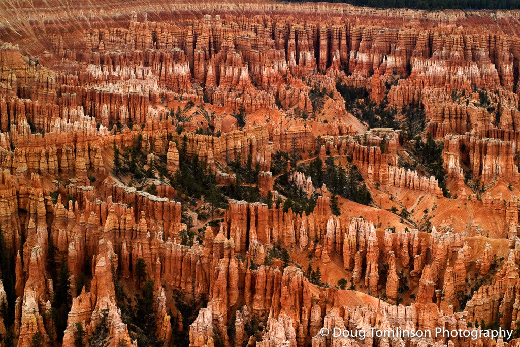 Beauty of Bryce - 1261