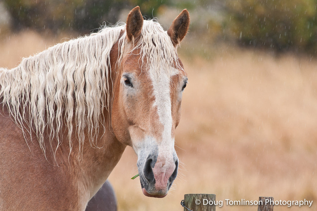 Big Belgium in the Rain - 1295