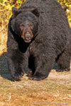 Black Bear - 1307