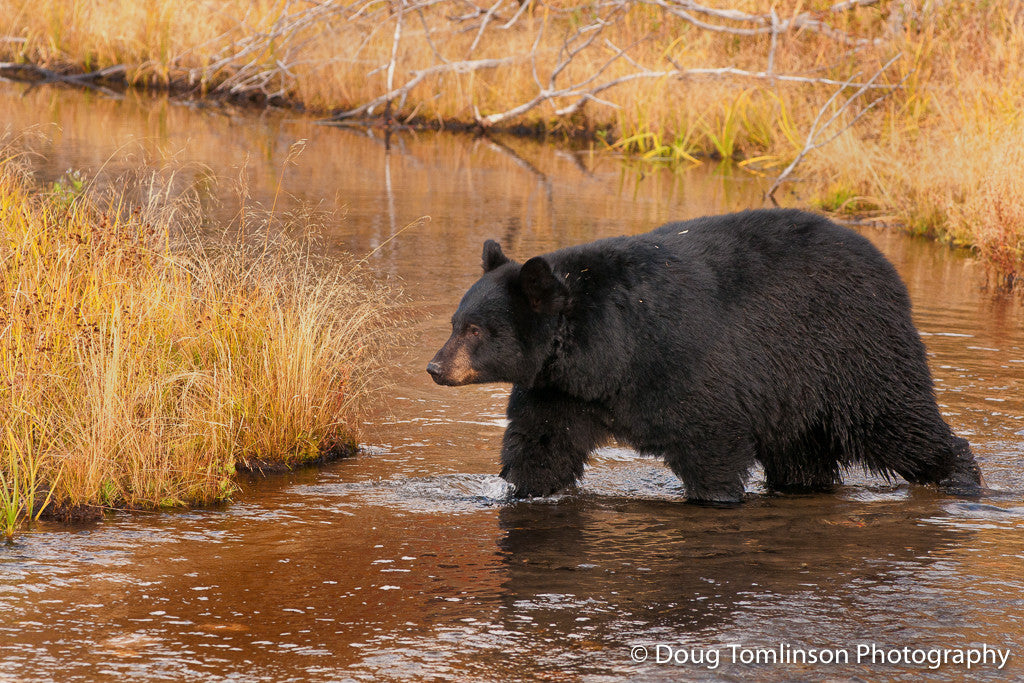 Black Bear Crossing River - 1311