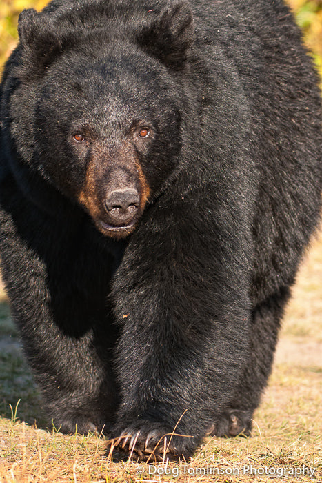 Black Bear Walking - 1308