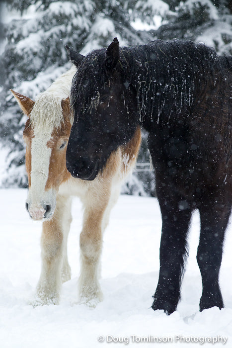 Blonde & Mike - Having a Winter Rest - 1011