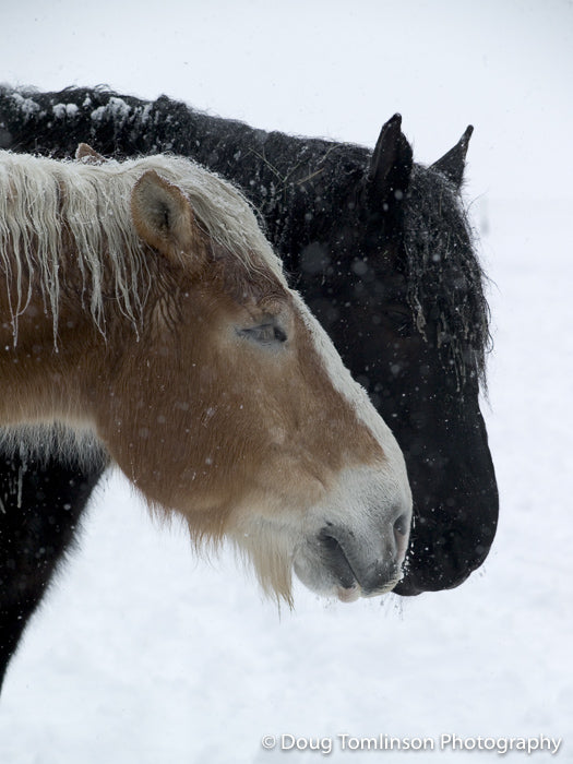 Blonde & Mike - Winter Faces - 1002