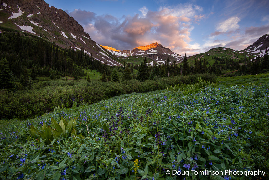Bluebell Morning -1553