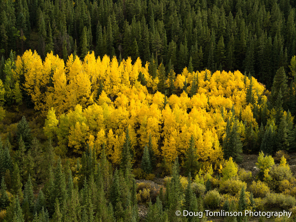 Boreas Pass Gold - 1418