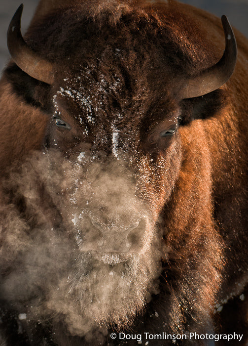 Breath of a Bison - 1536