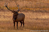 Bull Elk - 1042