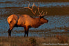 Bull Elk by Lake - 1043