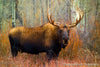 Bull Moose - Looking Right at You - 1008