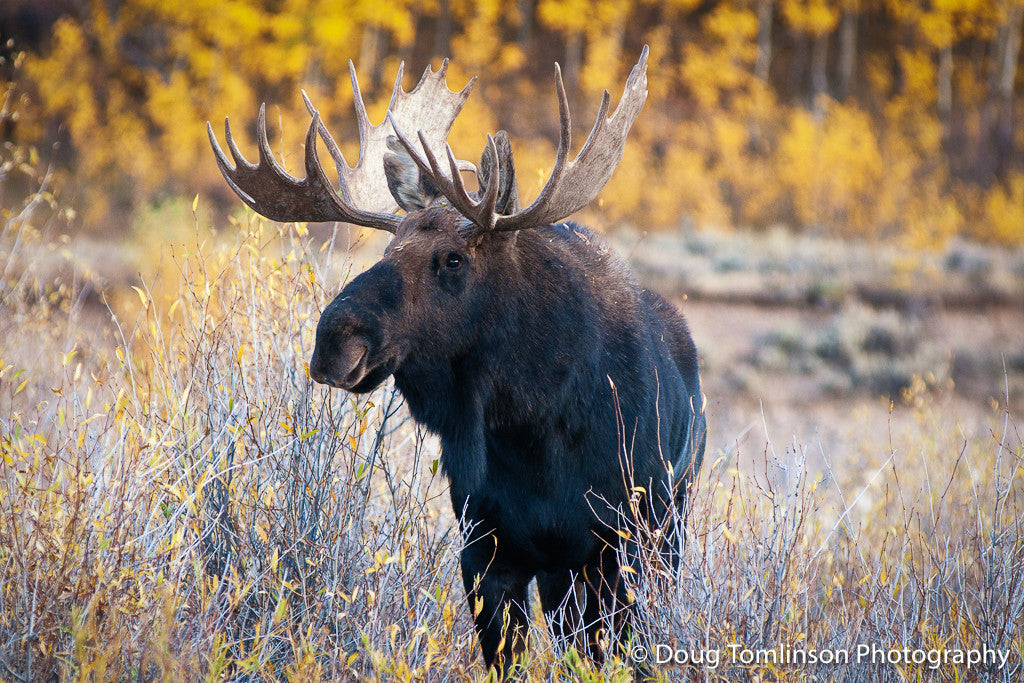 Bull Moose Fall - 1288