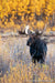 Bull Moose with Fall Colors - 1289