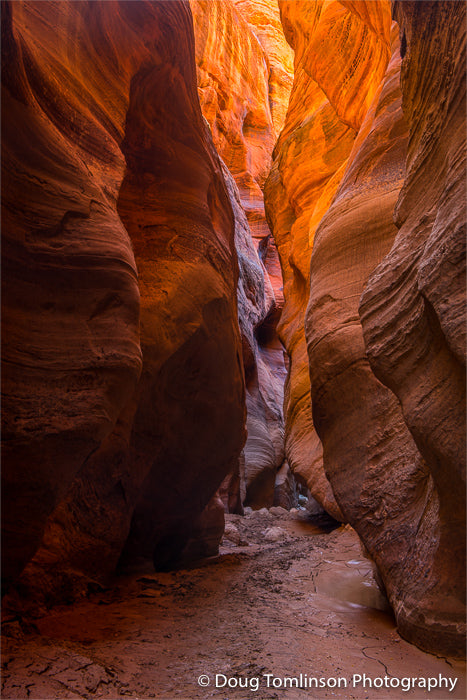 Canyon Glow - 1577