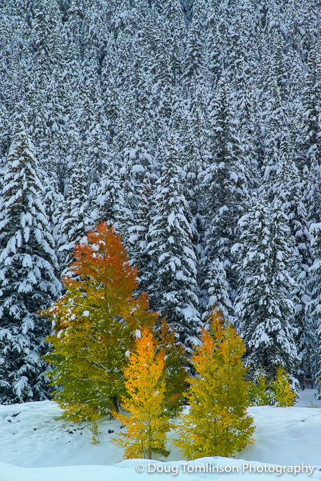 Changing Seasons - 1019