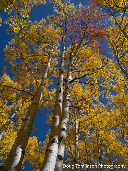 Colorado Canopy - 1346