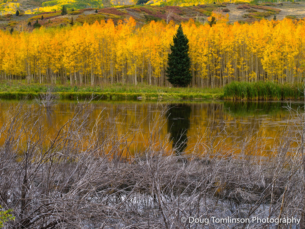Colorful Pond - 1339
