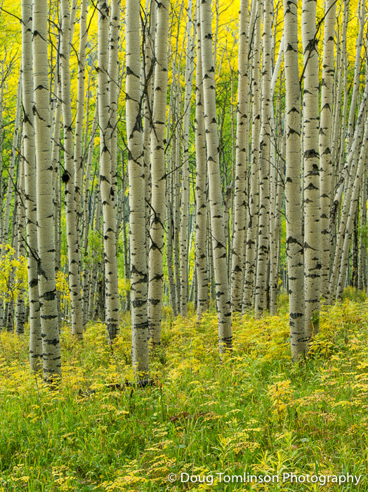 Colors of the Season - 1357