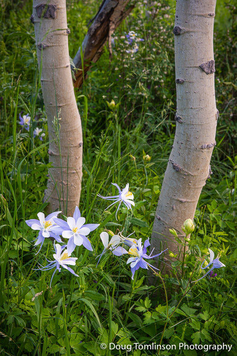 Columbine Amongst the Aspens -1557