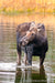 Cow Moose in Pond - 1290