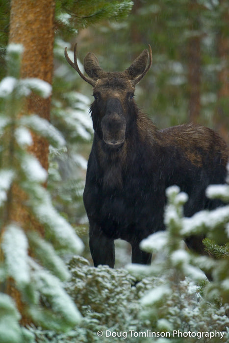 Curious Young Bull Moose - 1068