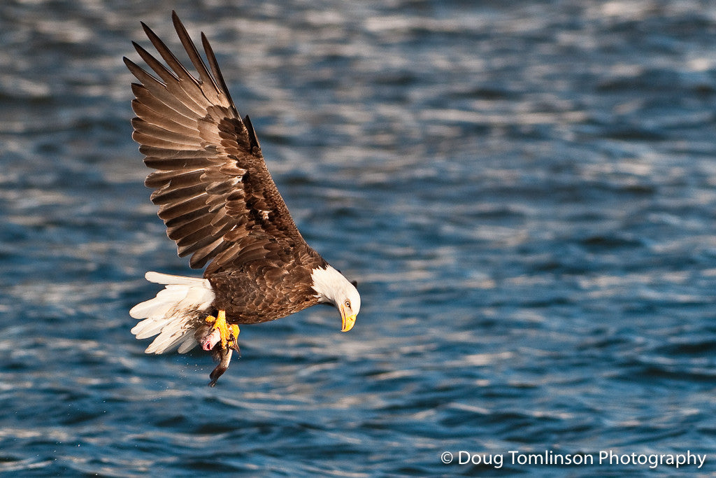 Did I Catch It? - 1127