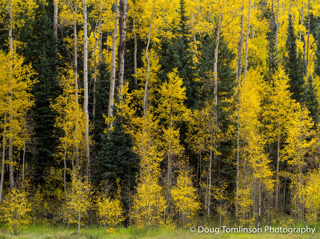 Different Species - 1386