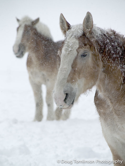 Double Vision - 1291