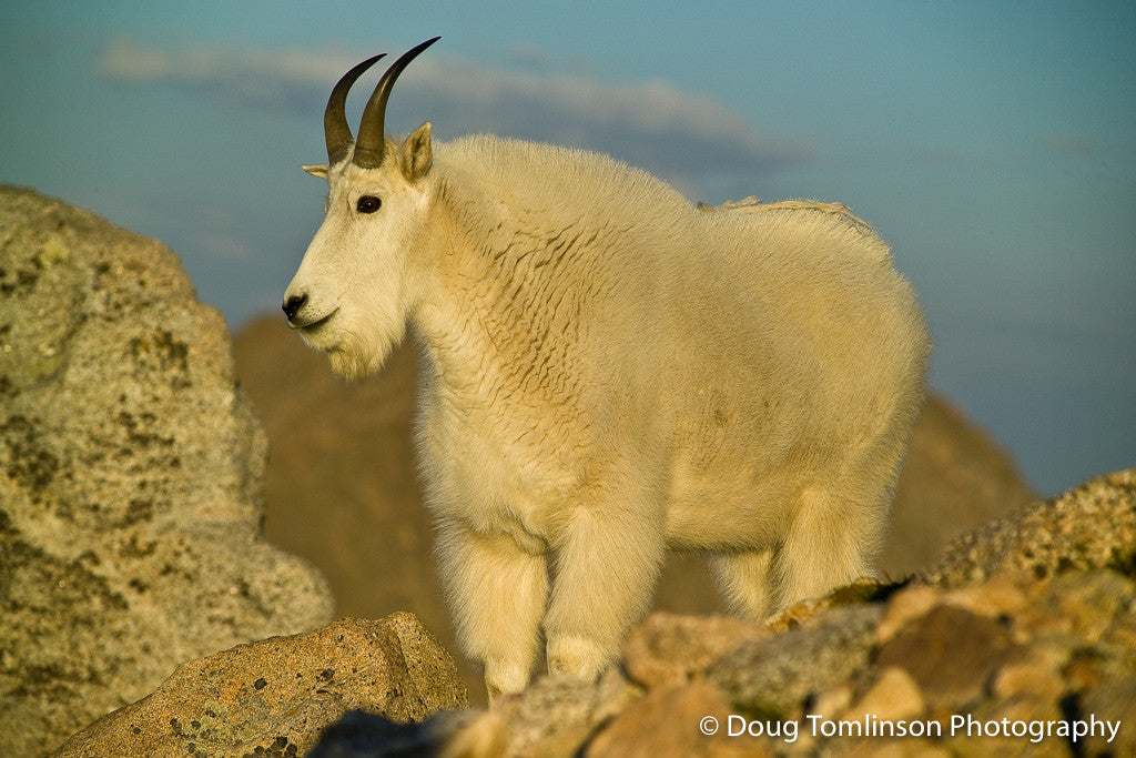 Early Morning Start - 1198