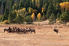 Elk Round Up - 1210