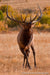 Elk Singing and Dancing - 1040