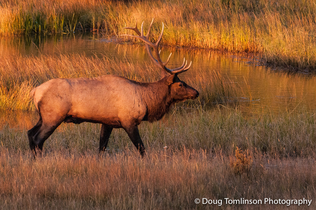 Elk in Grasses - 1180