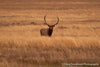 Elk in the Fall Grasses - 1041