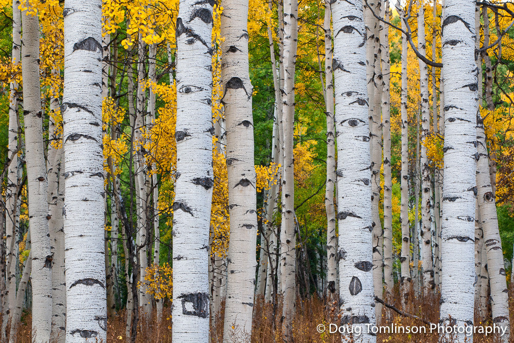 Eye of the Aspen Tree - 1342