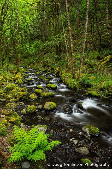 Fern on Gordon Creek - 1531