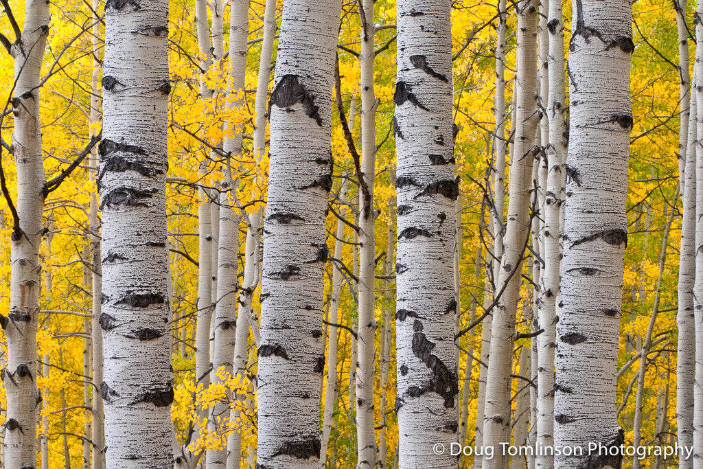 Four Aspens - 1341